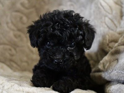 Mini Cockapoo Puppies