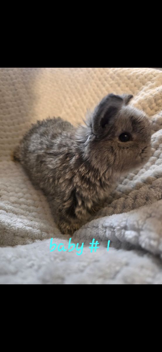 Holland lop babies
