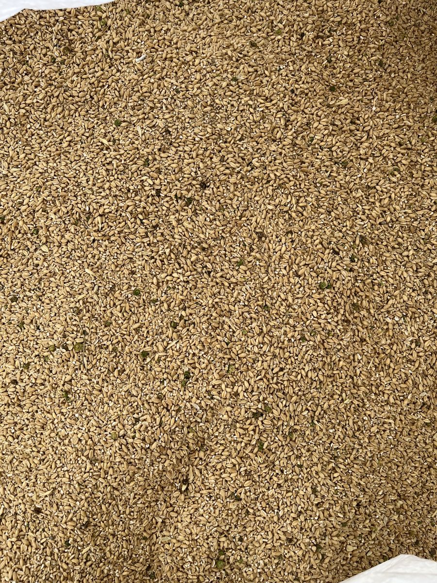 Organically Grown Wheat Tallings