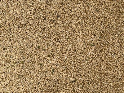 Organically Grown Wheat Tallings