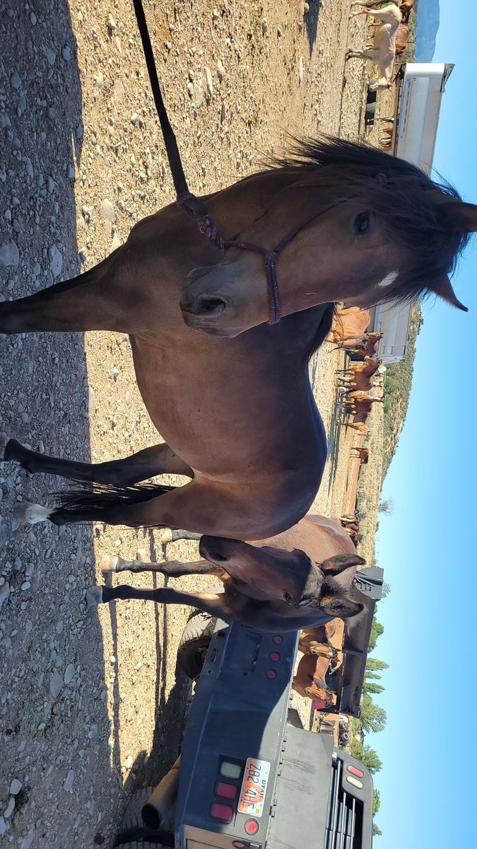 Halter broke filly
