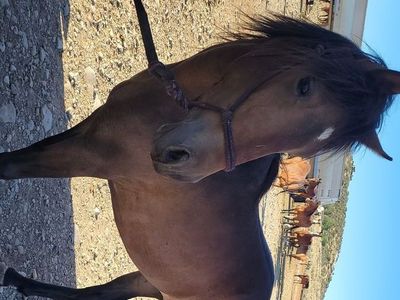Halter broke filly