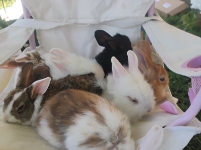 June babies to good homes!!