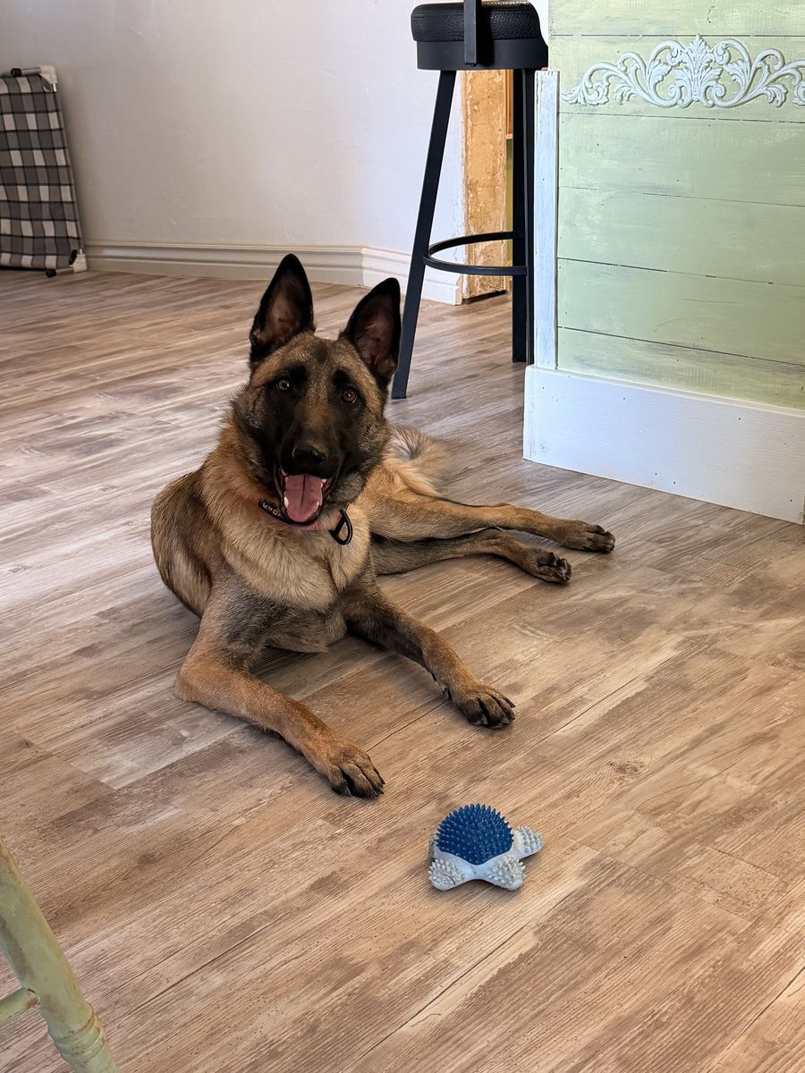 TRAINED! Malinois German Shepherd cross