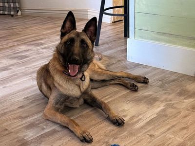 TRAINED! Malinois German Shepherd cross