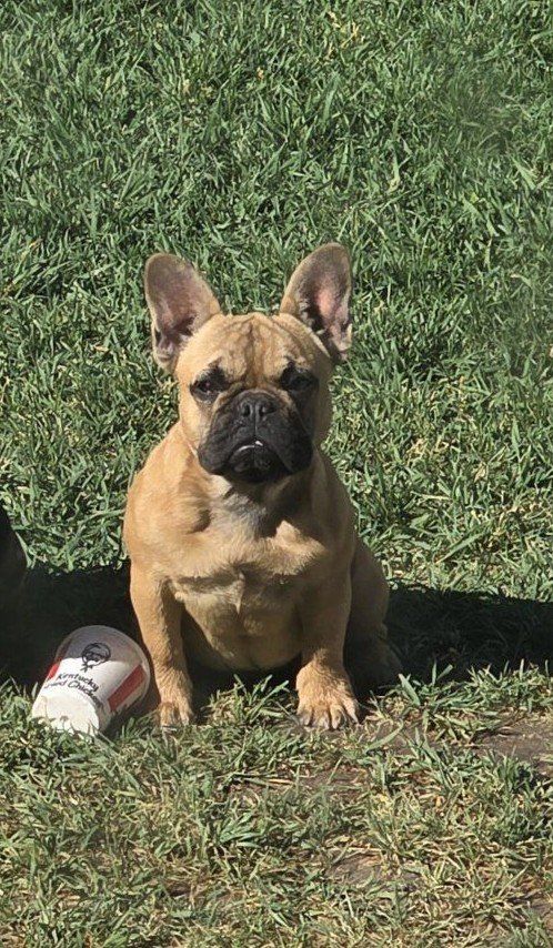 Female Frenchie