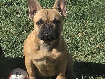 Female Frenchie