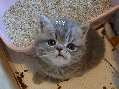 Purebred Persian kitten (last one)