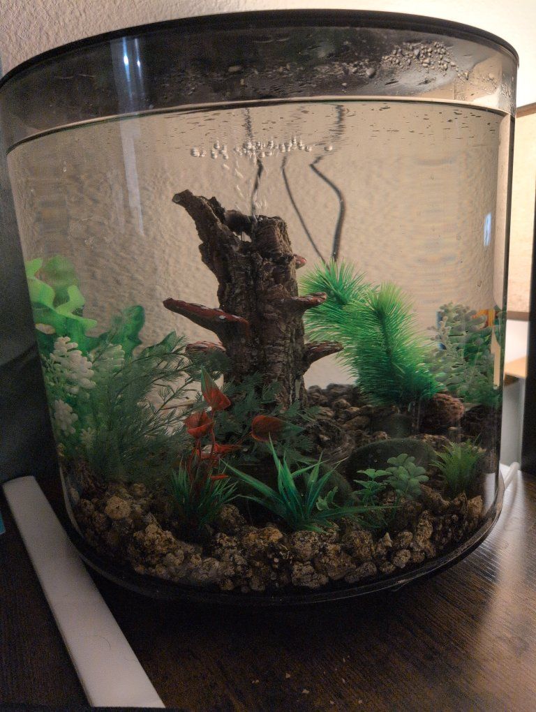 Cylindrical Tank and fish
