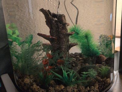 Cylindrical Tank and fish