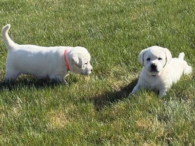 White Labrador Puppies