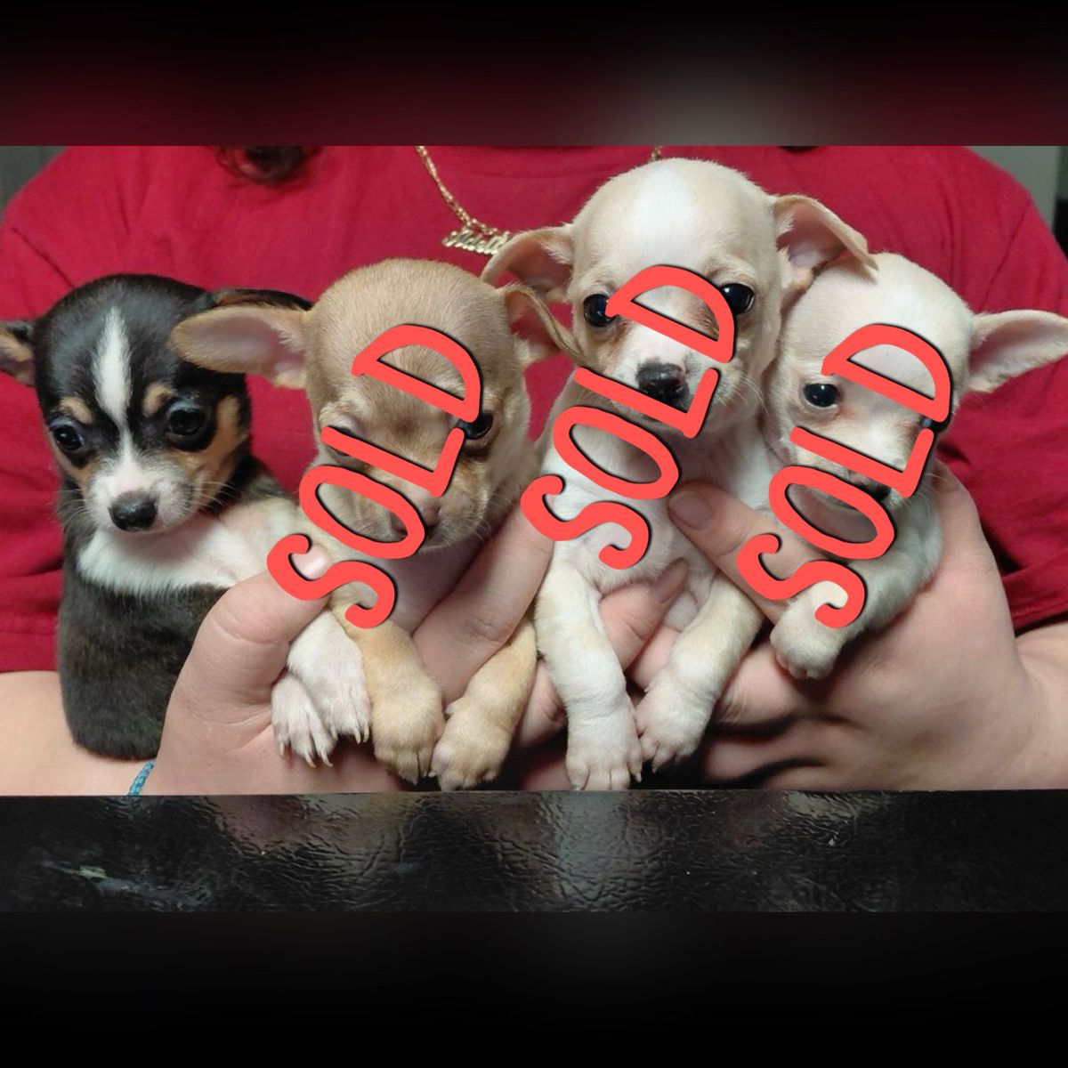 Chihuahua puppy's