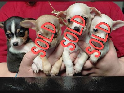 Chihuahua puppy's