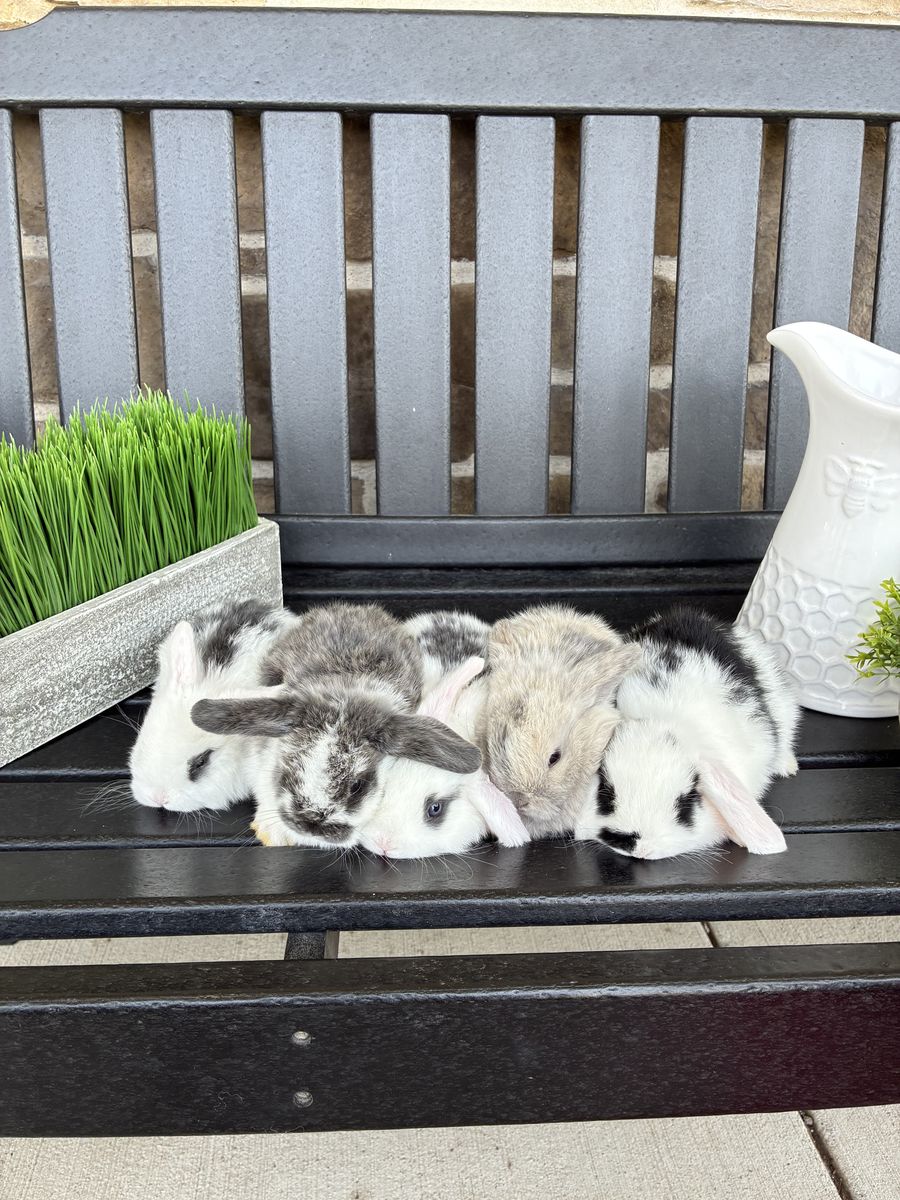 Holland lop
