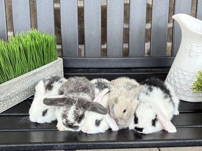 Holland lop