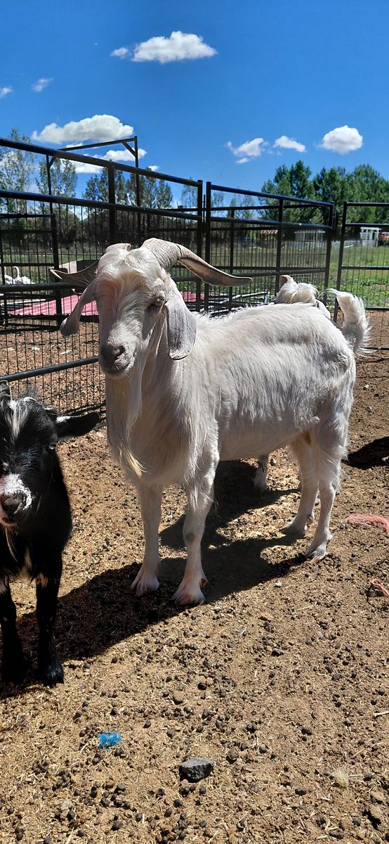 Angora Mini Nubian Mix Buck