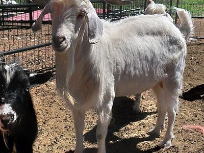 Angora Mini Nubian Mix Buck