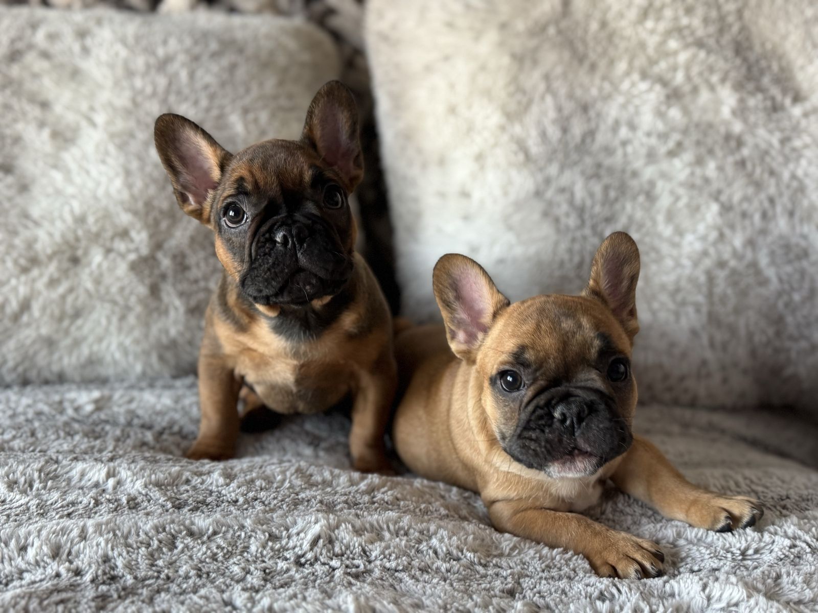 FRENCH BULLDOG PUPPIES