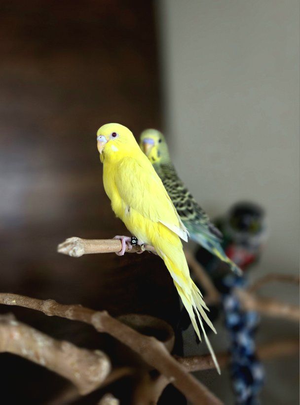 Baby, handfed parakeets