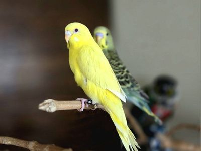 Baby, handfed parakeets