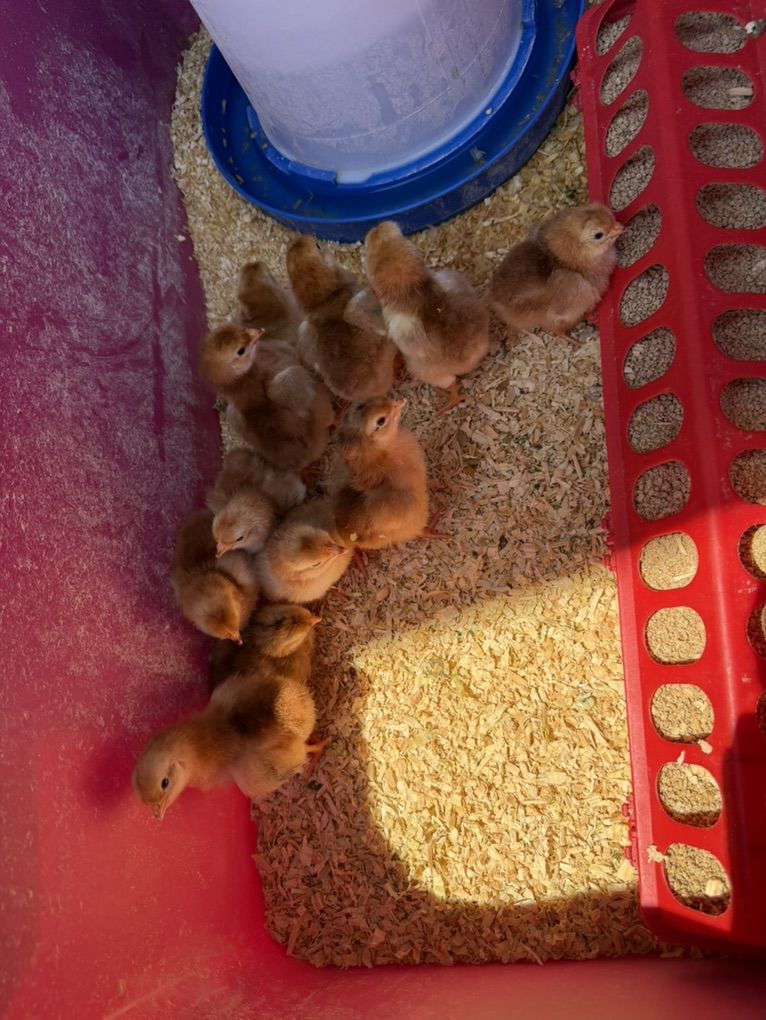Rhode Island Red Chicks - Straight Run