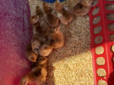 Rhode Island Red Chicks - Straight Run
