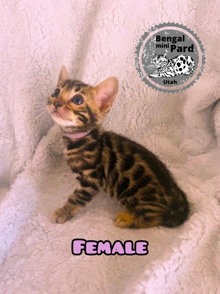 Bengal Purebred