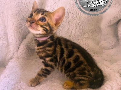 Bengal Purebred