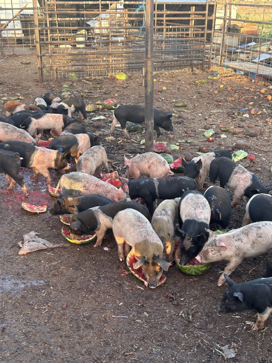 Weaner pigs