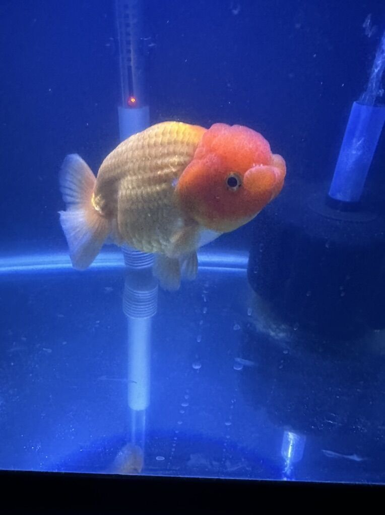 Goldfish Oranda