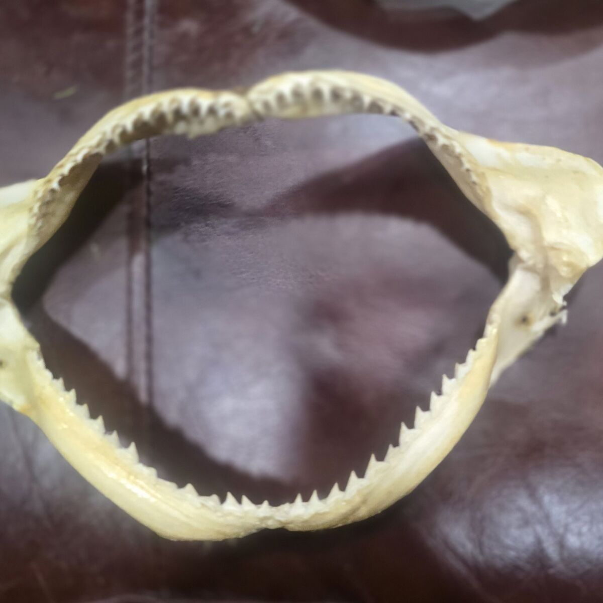 Dusty Shark Jaws
