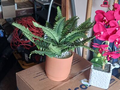 Two plastic plants for 25