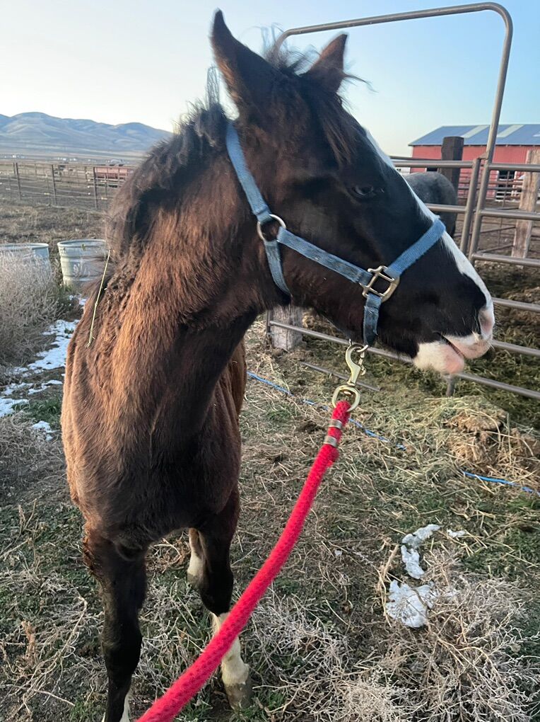 Missouri Foxtrotter Colt