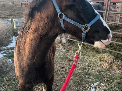 Missouri Foxtrotter Colt