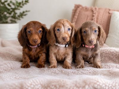 Female Long Hair Mini Dachshunds • Isabella • Isabella Dapple • Red Chocolate Dapple