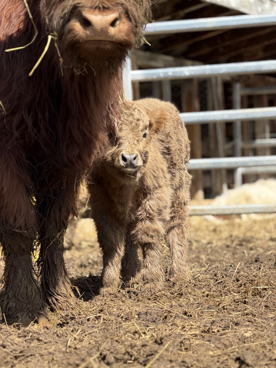 Highland Cow Calf Pairs