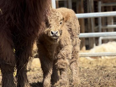 Highland Cow Calf Pairs