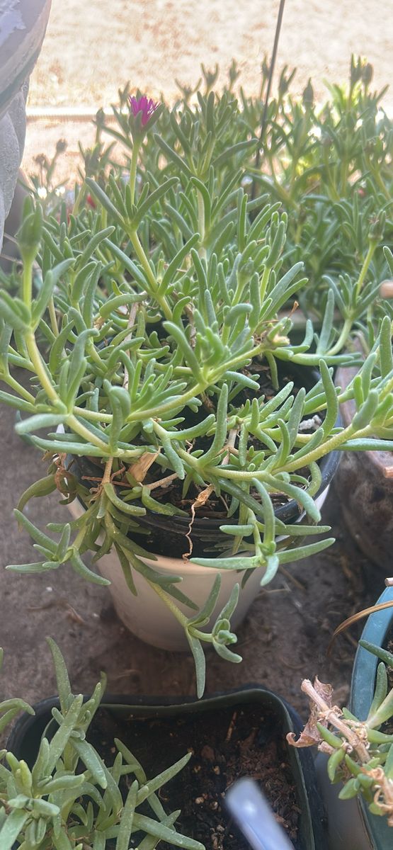 Potted Purple Ice Plant Succulent Ground Cover