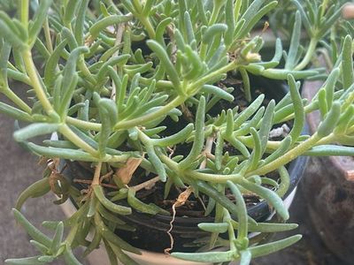 Potted Purple Ice Plant Succulent Ground Cover