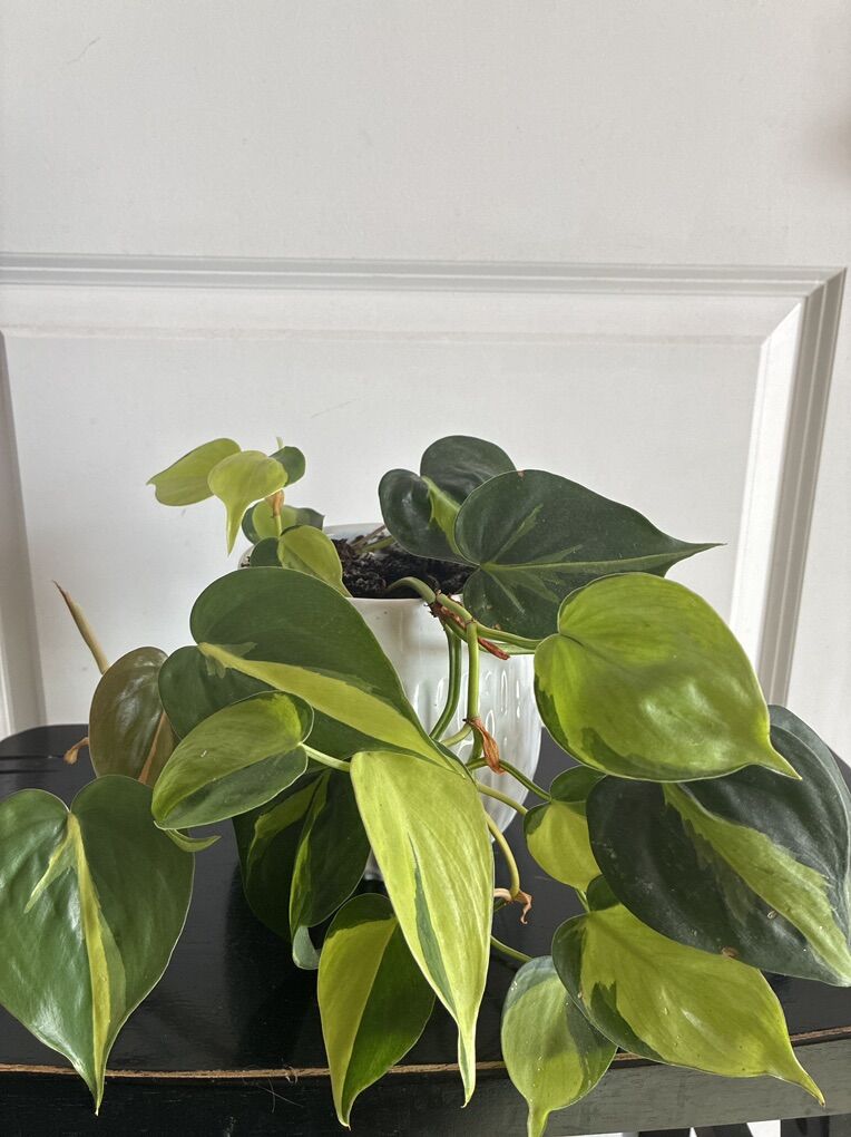 photos plant in white ceramic pot