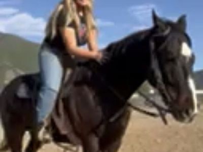 Horse care, feeding, and exercise services