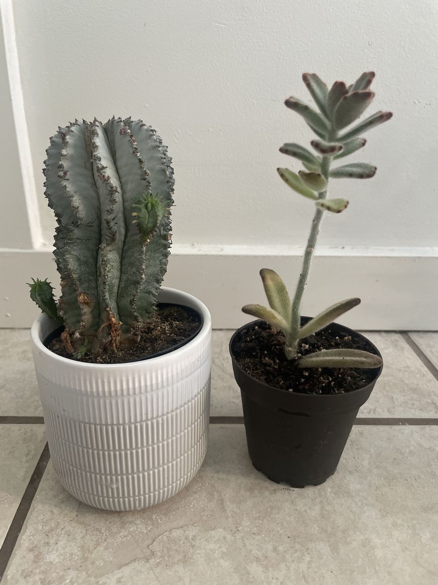Euphorbia Obesa Hybrid & Kalanchoe Succulent