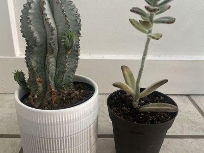 Euphorbia Obesa Hybrid & Kalanchoe Succulent