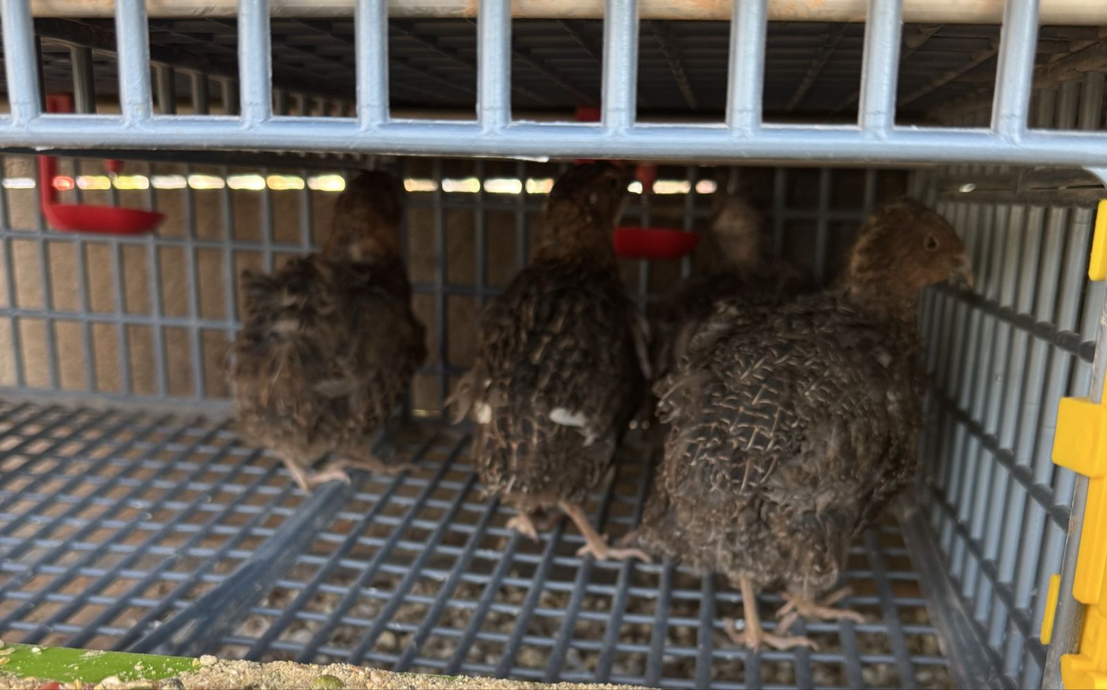 Coturnix Quail Roosters