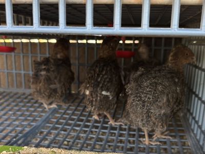 Coturnix Quail Roosters