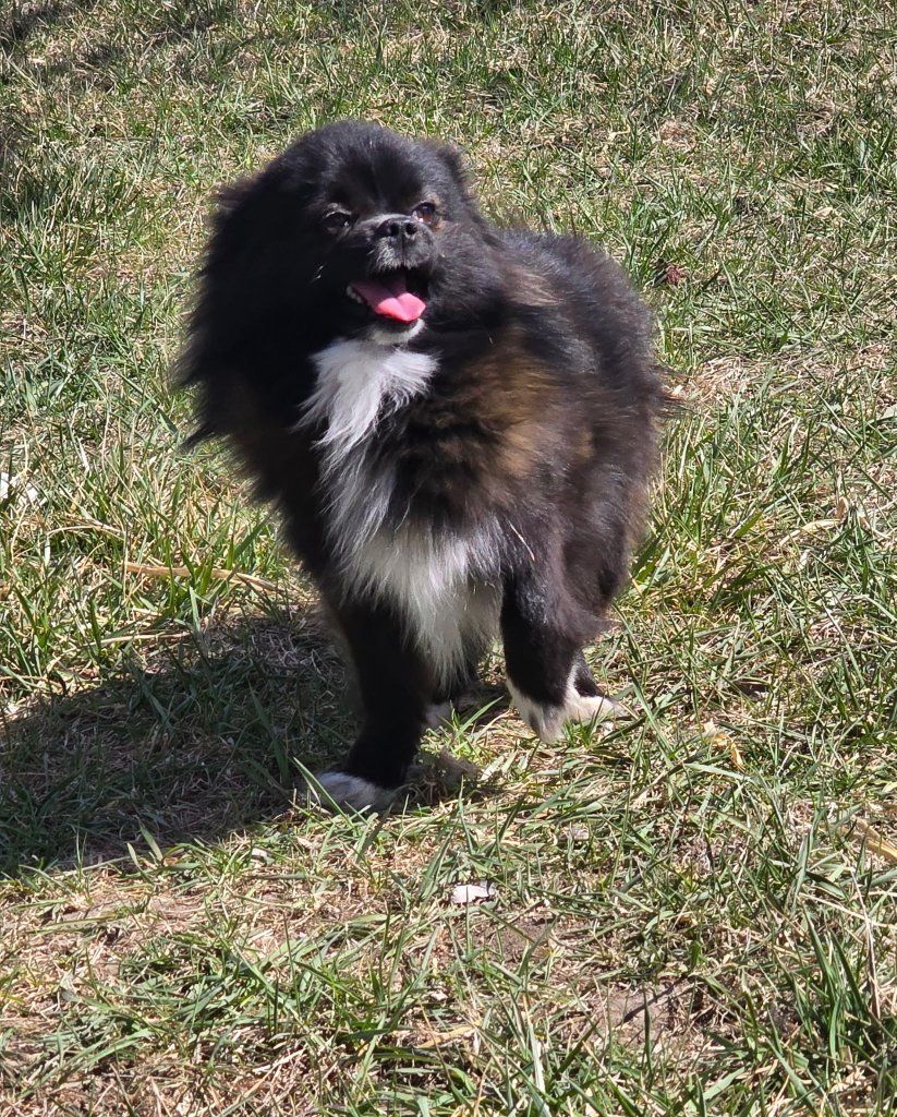 1/4 Eskimo 3/4 Pomeranian Pups 800