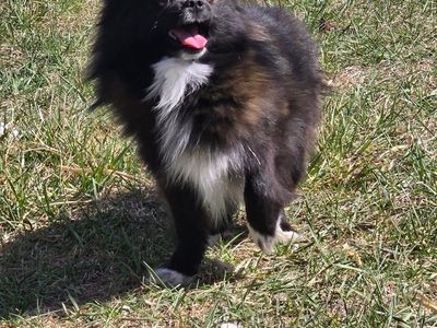 1/4 Eskimo 3/4 Pomeranian Pups 800