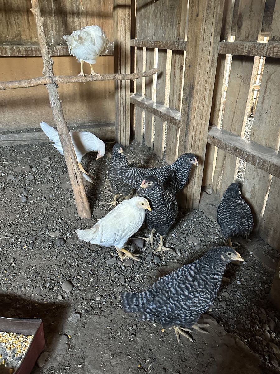 Chicks for sale