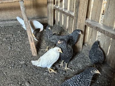 Chicks for sale