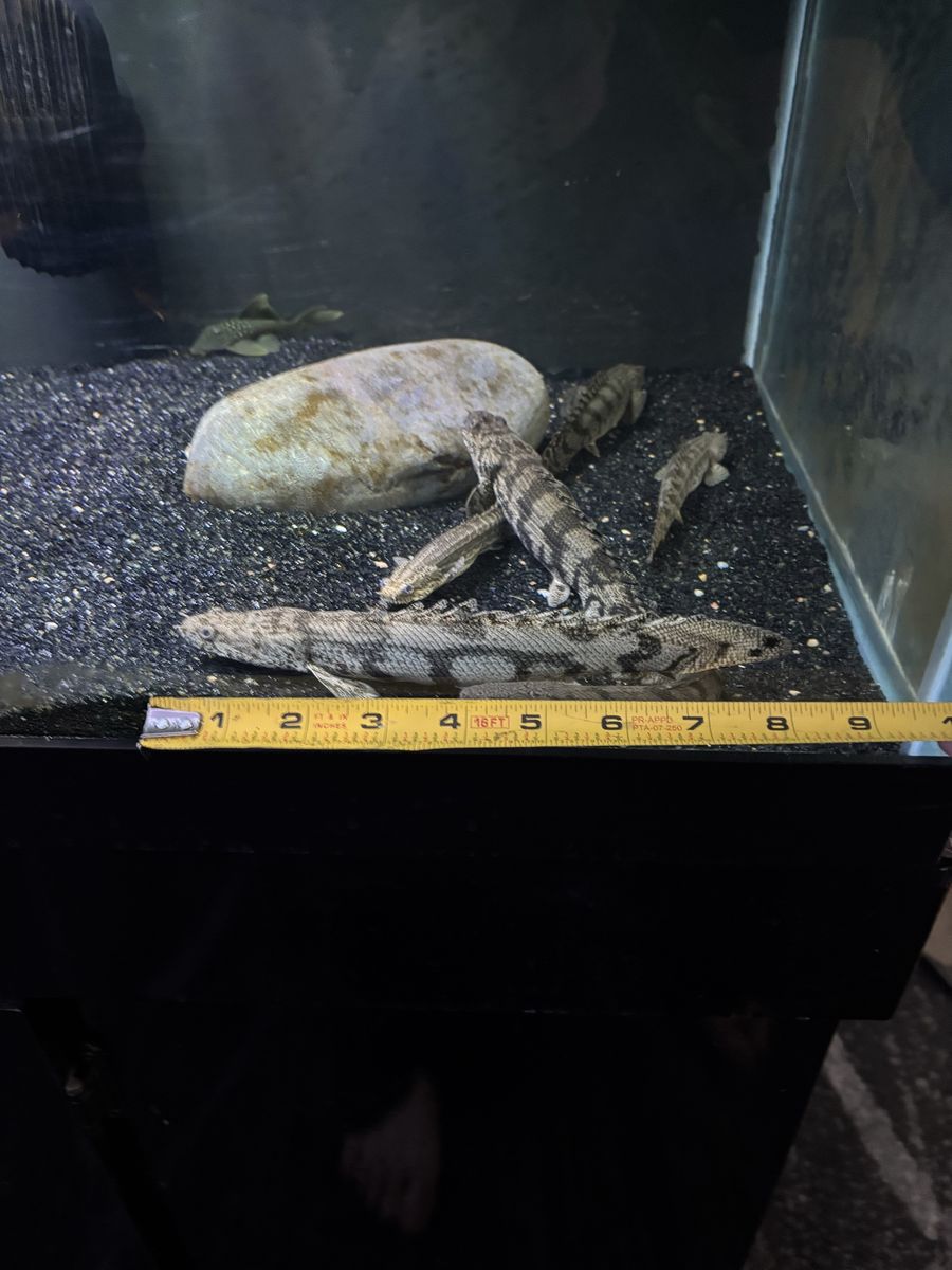 8 inch endli bicher